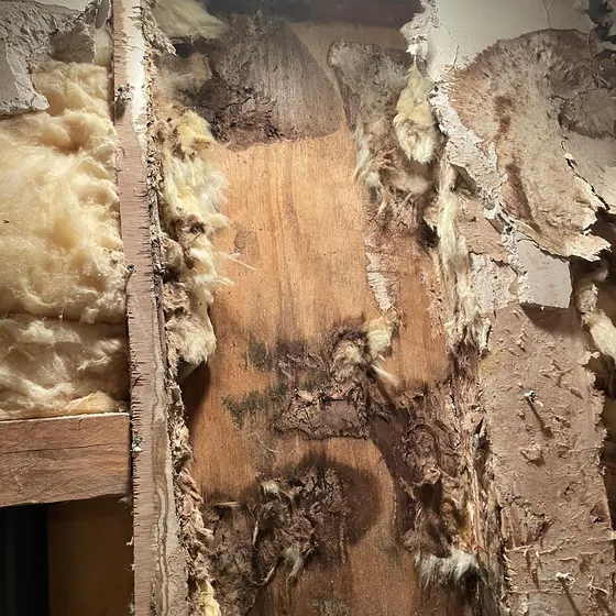 Mold inside an opened wall cavity, Central LA
