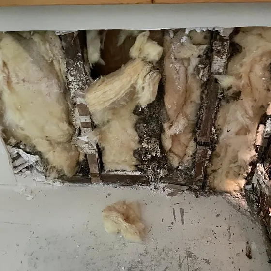 Mold in wet wall insulation, Central LA