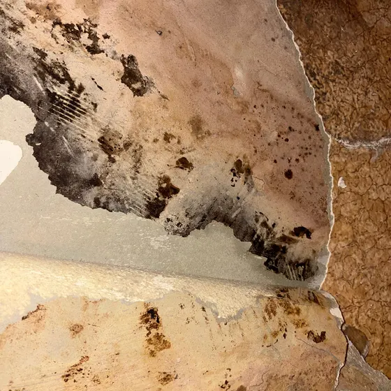 Mold on the back of carpet pad, Branch not recorded