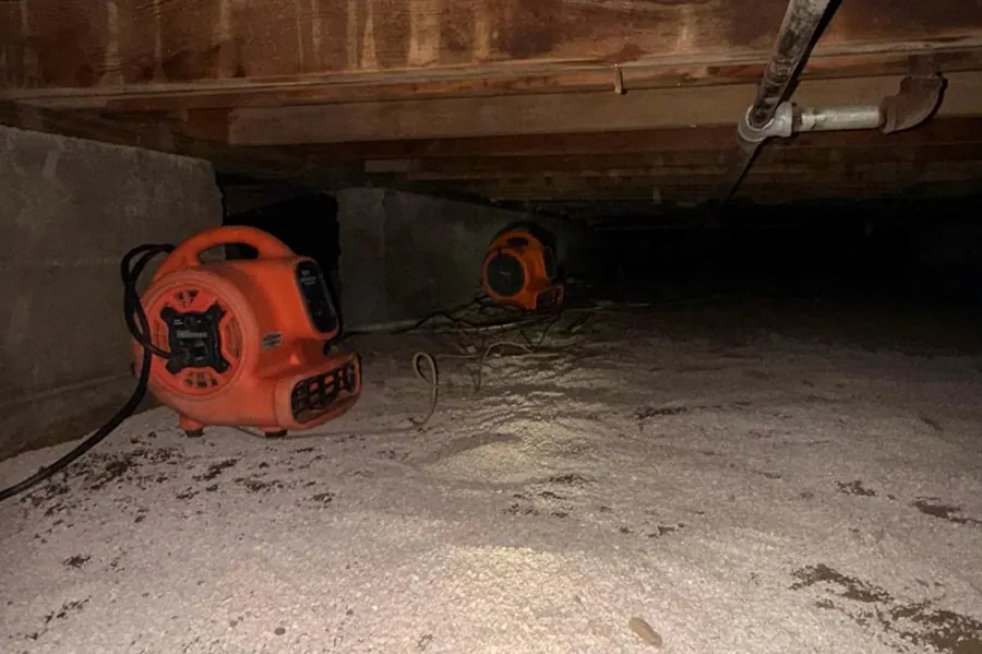 Mold & mildew
