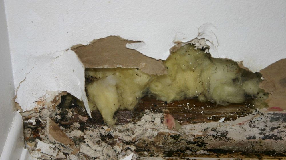 Mold Growth in the Drywall - Green Planet Restoration