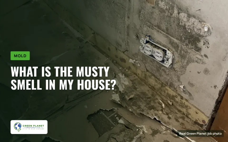 What Is The Musty Smell In My House?