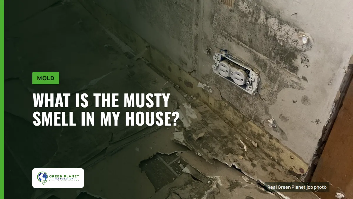 What Is the Musty Smell in My House? | Green Planet Restoration