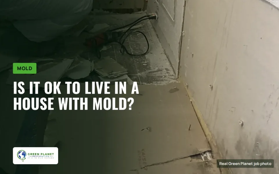 Is It OK To Live In A House With Mold?