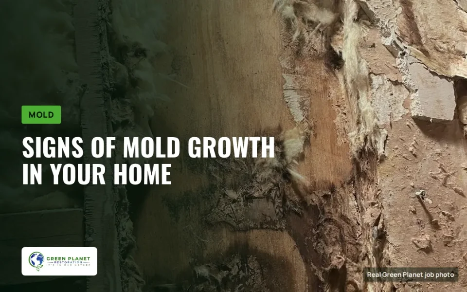 What Are the Signs of Mold Growth in Your Home?