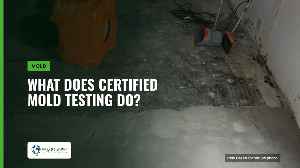 What Does Certified Mold Testing Do? | Green Planet Restoration