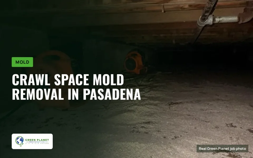 Crawl Space Mold Removal Pasadena, CA: Managing Mold in Basements and Crawl Spaces