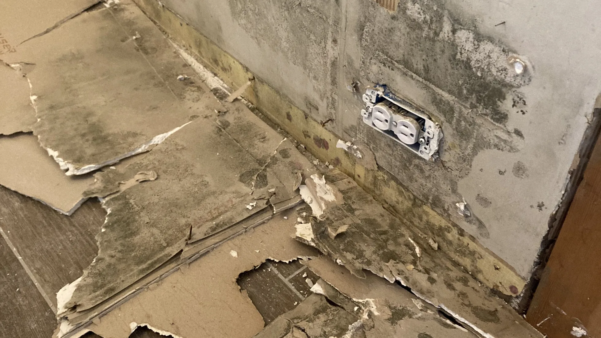 mold-removal-testing-case-1