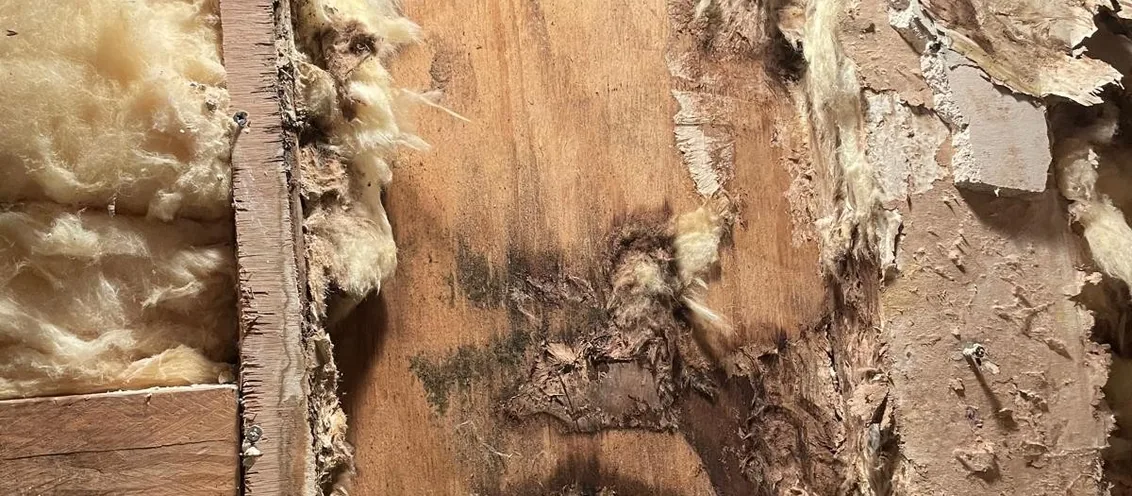 Mold growth along a damp wall